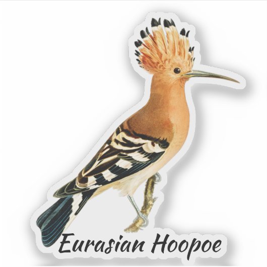 Euraziatische Hoopoe-vogel, gelabeld Sticker (Voorkant)