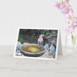 Euraziatische Jay Bird op Vogelbad Kaart