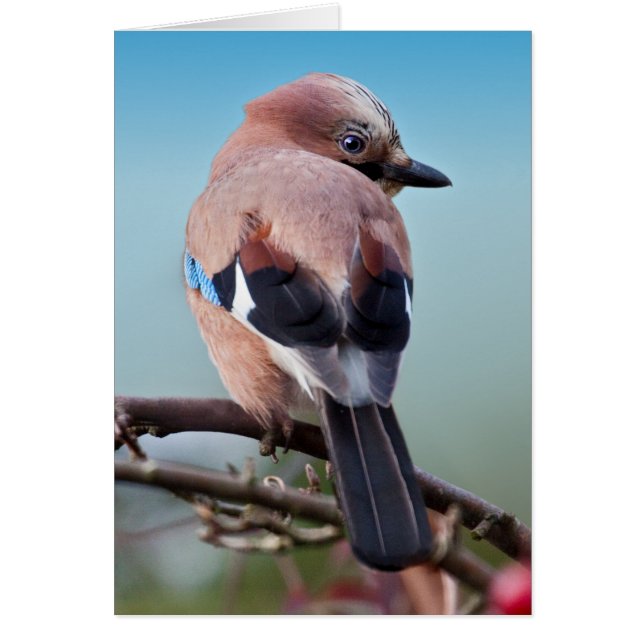 Euraziatische Jay-Kaart (Voorkant)