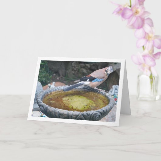 Euraziatische Jay Vogel Zittend op Vogelbad Kaart (Orchidee)