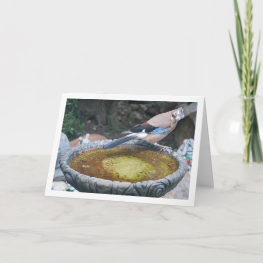 Euraziatische Jay Vogel Zittend op Vogelbad Kaart (Voorkant)
