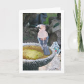 Euraziatische Jay Vogelportret Kaart (Voorkant)