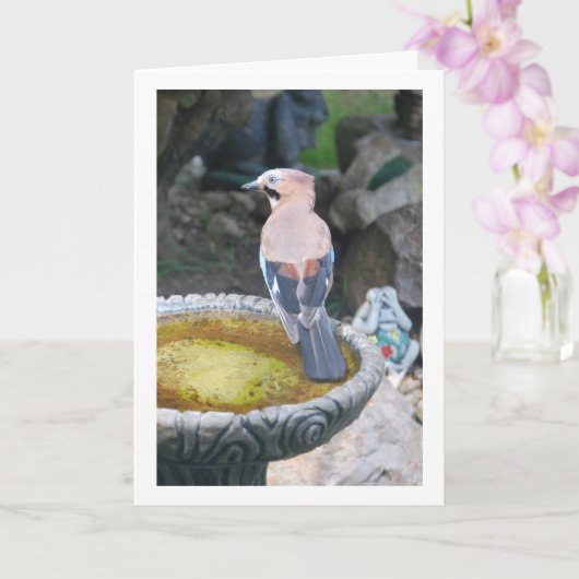 Euraziatische Jay Vogelportret Kaart (Orchidee)