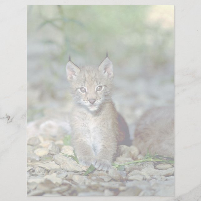Euraziatische lynx, jonge kitten (Voorkant)