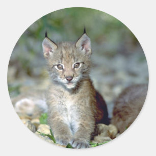 Euraziatische lynx, jonge kitten ronde sticker