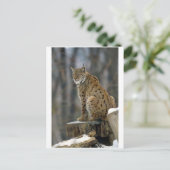 Euraziatische Lynx (Lynx lynx) 3 Briefkaart (Staand voorkant)