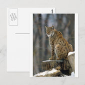 Euraziatische Lynx (Lynx lynx) 3 Briefkaart (Voorkant / Achterkant)