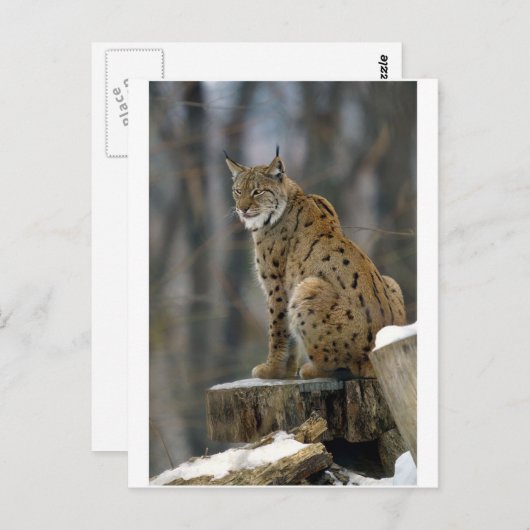 Euraziatische Lynx (Lynx lynx) 3 Briefkaart (Voorkant / Achterkant)