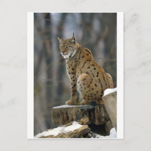 Euraziatische Lynx (Lynx lynx) 3 Briefkaart