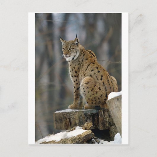 Euraziatische Lynx (Lynx lynx) 3 Briefkaart (Voorkant)