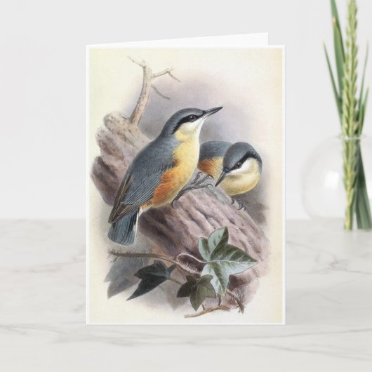 Euraziatische Nuthatch - Vogel Kaart (Voorkant)
