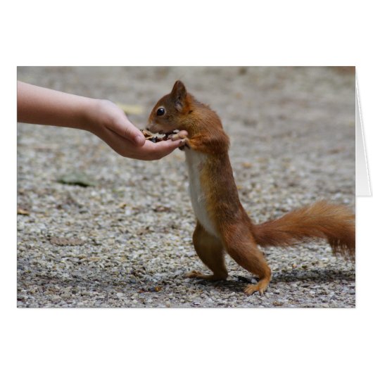 Euraziatische rode eekhoorn (Voorkant Horizontaal)