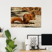 Euraziatische rode eekhoorn poster (Thuiskantoor)