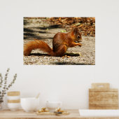 Euraziatische rode eekhoorn poster (Keuken)
