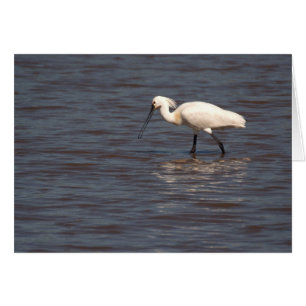 Euraziatische Spoonbill