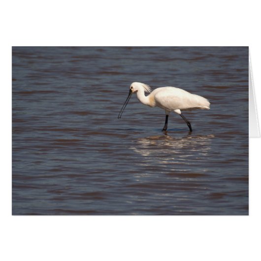 Euraziatische Spoonbill (Voorkant Horizontaal)