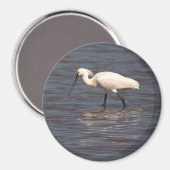 Euraziatische Spoonbill Magneet (Voorkant / Achterkant)