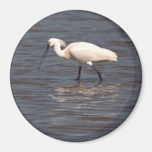 Euraziatische Spoonbill Magneet (Voorkant)