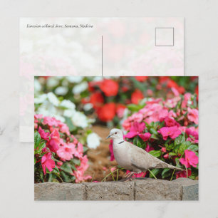Euraziatische Turkduif in Santana Garden, Madeira  Briefkaart
