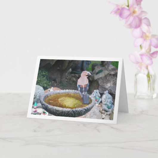 Euraziatische Vlaamse Gaai op Vogelbad Kaart (Orchidee)