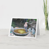 Euraziatische Vlaamse Gaai op Vogelbad Kaart (Voorkant)