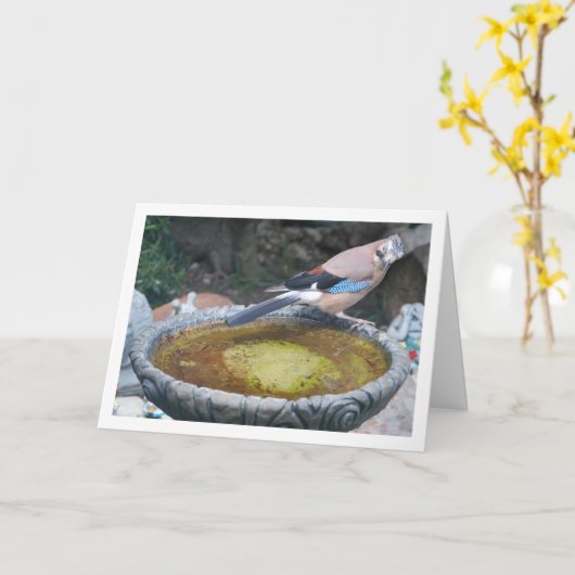 Euraziatische Vlaamse Gaai zittend op een vogelbad Kaart (Gele Bloem)