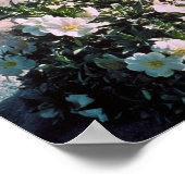 Eureka Evening Primrose Poster (Hoek)