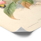 Eurlyaimus ochromalus  vogelpest uit Azië Poster (Hoek)