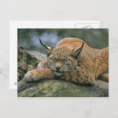 Europ �_ischer Luchs, Eurasischer Luchs (Lynx Briefkaart (Voorkant / Achterkant)