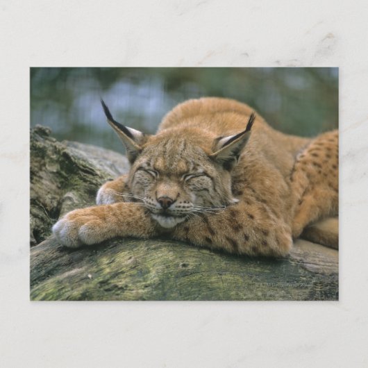 Europ �_ischer Luchs, Eurasischer Luchs (Lynx Briefkaart (Voorkant)