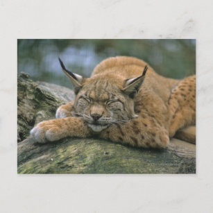 Europ �_ischer Luchs, Eurasischer Luchs (Lynx Briefkaart