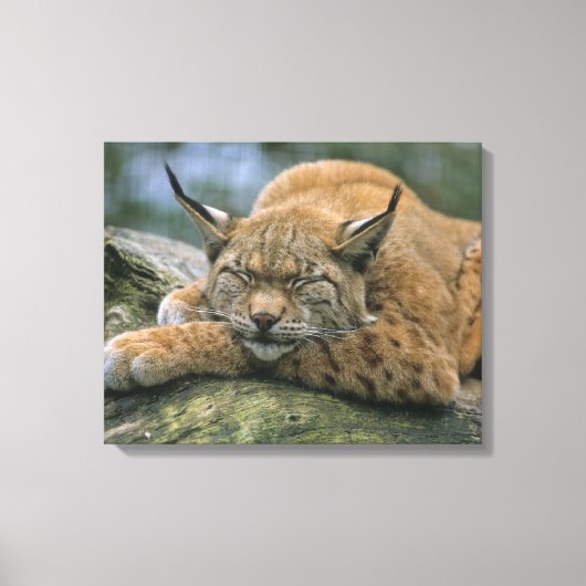 Europ �_ischer Luchs, Eurasischer Luchs (Lynx Canvas Afdruk (Voorkant)