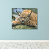 Europ �_ischer Luchs, Eurasischer Luchs (Lynx Canvas Afdruk (Insitu (Houten vloer))