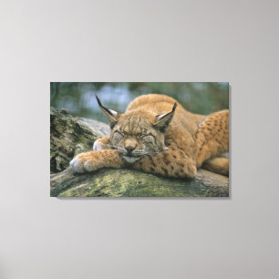 Europ �_ischer Luchs, Eurasischer Luchs (Lynx) Canvas Afdruk