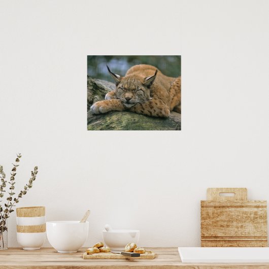Europ �_ischer Luchs, Eurasischer Luchs (Lynx Poster (Keuken)