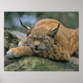 Europ �_ischer Luchs, Eurasischer Luchs (Lynx Poster (Voorkant)