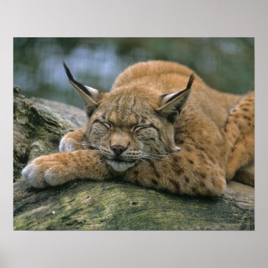 Europ �_ischer Luchs, Eurasischer Luchs (Lynx Poster (Voorkant)