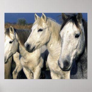 Europa, Frankrijk, Camargue eiland. Camargue 3 Poster