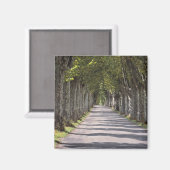 Europa, Frankrijk, Cereste. Bomen leiden deze weg Magneet (Voorkant / Achterkant)