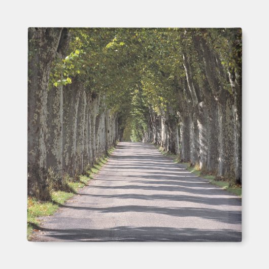 Europa, Frankrijk, Cereste. Bomen leiden deze weg Magneet (Voorkant)