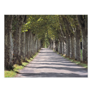 Europa, Frankrijk, Cereste. Bomen omzomen deze weg Foto Afdruk