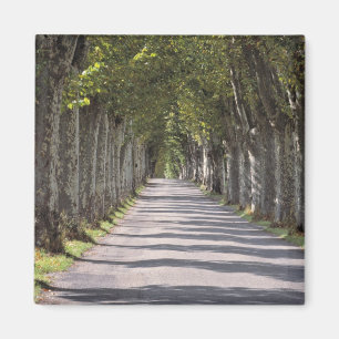 Europa, Frankrijk, Cereste. Bomen omzomen deze weg Magneet