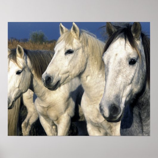 Europa, Frankrijk, Ile del la Camargue. Camargue 3 Poster (Voorkant)