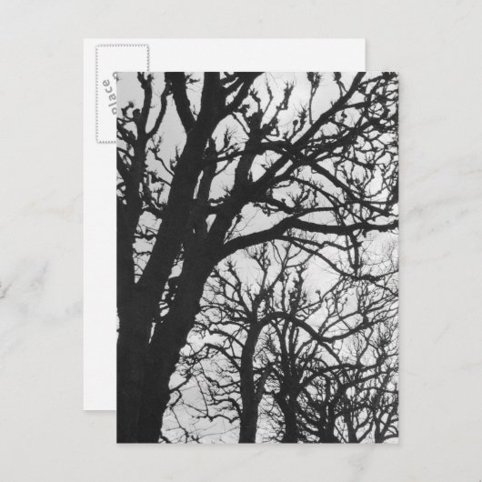 Europa, Frankrijk, Parijs. Winterbomen, Marco Briefkaart (Voorkant / Achterkant)