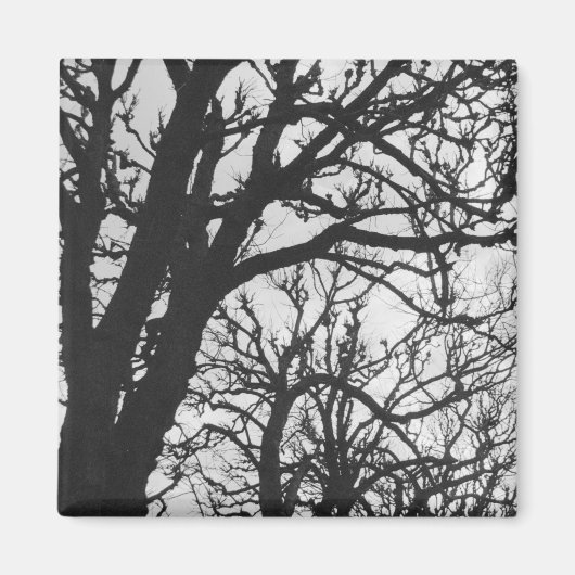 Europa, Frankrijk, Parijs. Winterbomen, Marco Magneet (Voorkant)