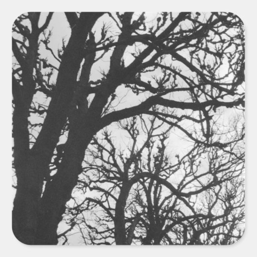 Europa, Frankrijk, Parijs. Winterbomen, Marco Vierkante Sticker (Voorkant)