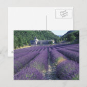 Europa, Frankrijk, Provence. Lavander-velden Briefkaart (Voorkant / Achterkant)