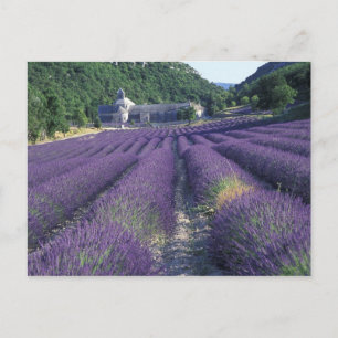 Europa, Frankrijk, Provence. Lavander-velden Briefkaart