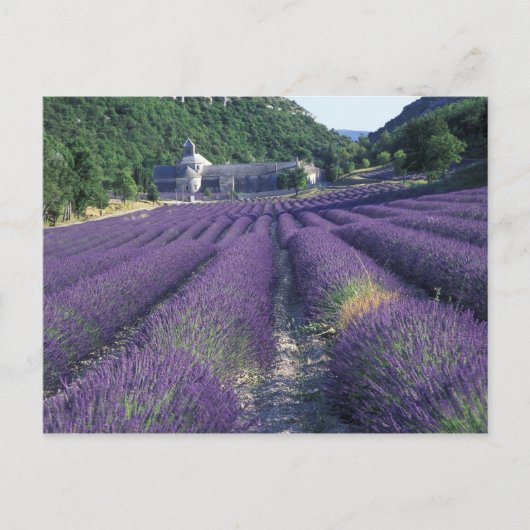 Europa, Frankrijk, Provence. Lavander-velden Briefkaart (Voorkant)