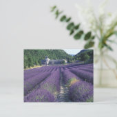 Europa, Frankrijk, Provence. Lavander-velden Briefkaart (Staand voorkant)